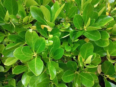 Güzel doğa çiçekleri vahşi doğada 