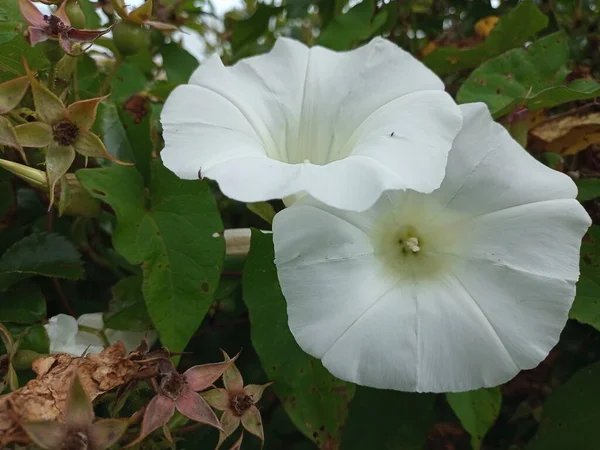 Belles Fleurs Nature Dans Nature — Photo