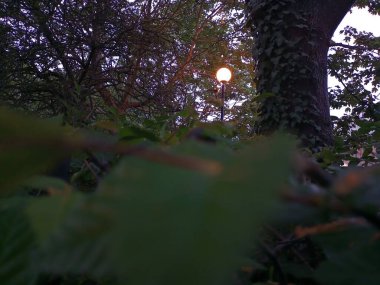 Doğa. Vahşi yeşil ağaçlardaki güzel bitkiler. Pembe ağaçlar.