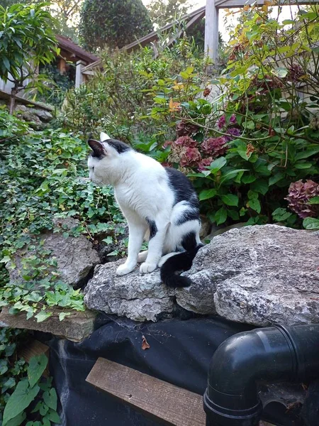 Gatto Sulla Roccia Guardando Fuori — Foto Stock