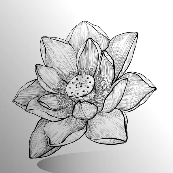 Lotus flower hand-drawn sketch