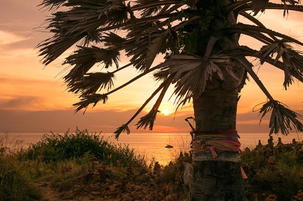 Cape Phrom Thep, palmiye ağacı — Stok fotoğraf