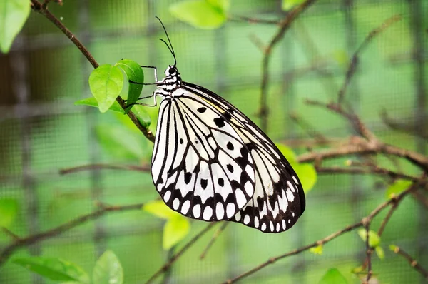 Motýl odpočinku v listu — Stock fotografie