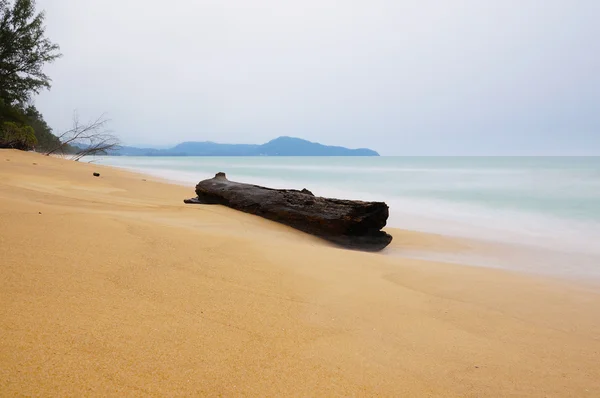해변 의나무 — 스톡 사진