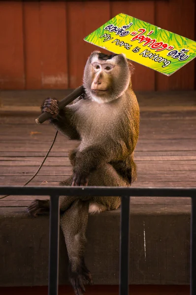 Симпатичное обезьянье шоу в зоопарке Пхукета — стоковое фото
