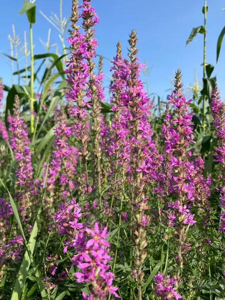 Yakından mısır tarlası olan bir mısır tarlası..