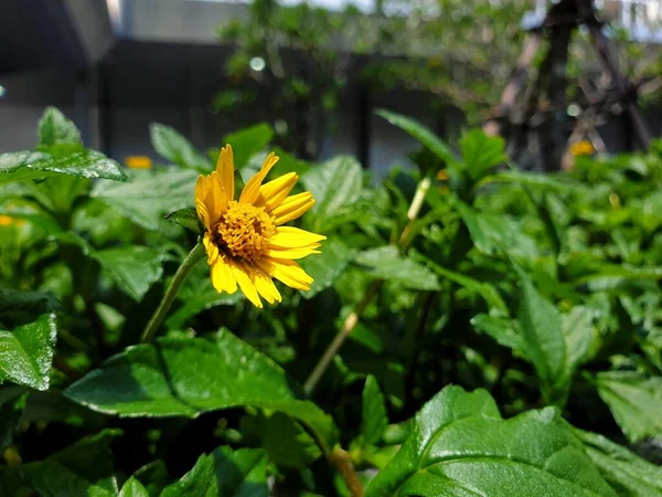 Kwiat Melampodium Paludosum Flower Żółty Kolor Naturalnie Piękne Kwiaty Ogrodzie — Zdjęcie stockowe