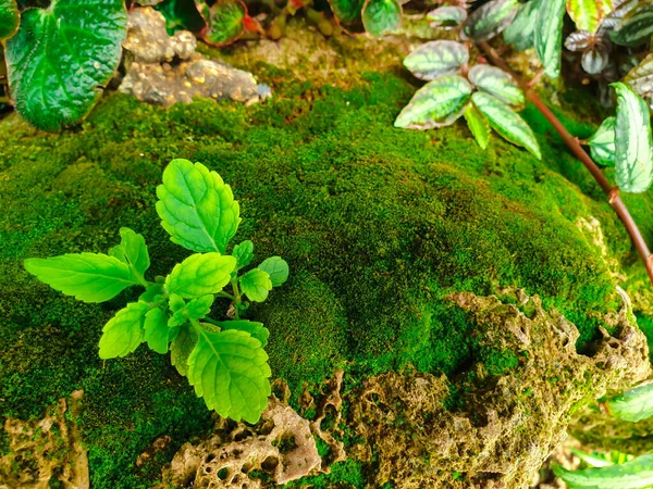 Fundo Vegetação Cor Verde Natureza Planta Folha Conceito Vegetação Ambiente — Fotografia de Stock