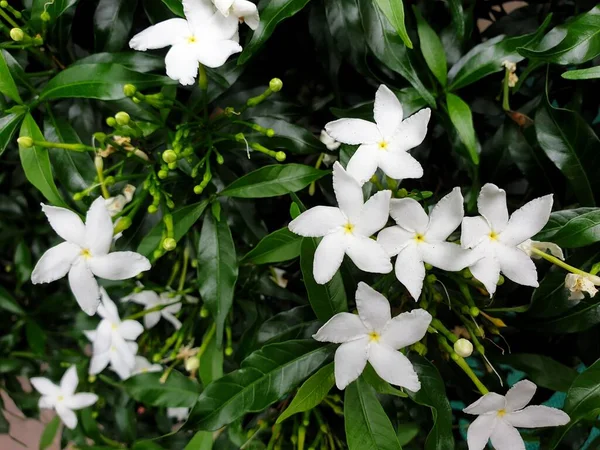 Blomma Wrightia Antidysenterica Wal Idda Eller Vit Ängel Blomma Vit — Stockfoto