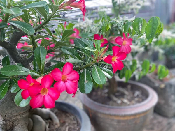 Çiçek (Adenyum obesum, İmpala Zambağı, Sahte Azalea, Sabi Yıldızı, Kudu veya Çöl Gülü) pembe renk, bahçede doğal olarak güzel çiçekler