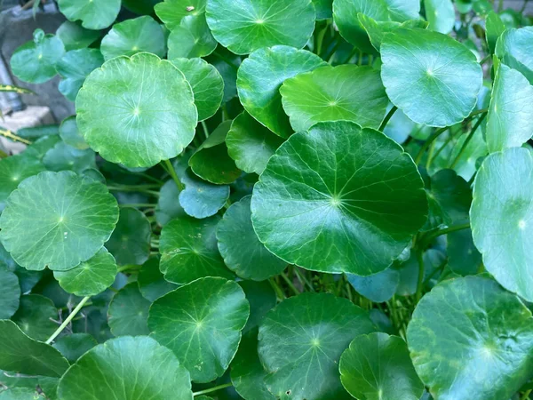 Sfondo Verde Colore Verde Della Natura Pianta Foglia Ambiente Concetto — Foto Stock