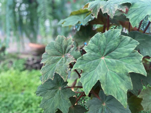 Groene Achtergrond Groene Kleur Van Natuur Plant Blad Milieu Groen — Stockfoto