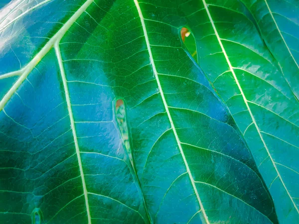 Sfondo Verde Colore Verde Della Natura Pianta Foglia Ambiente Concetto — Foto Stock