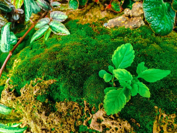 Fundo Vegetação Cor Verde Natureza Planta Folha Conceito Vegetação Ambiente — Fotografia de Stock