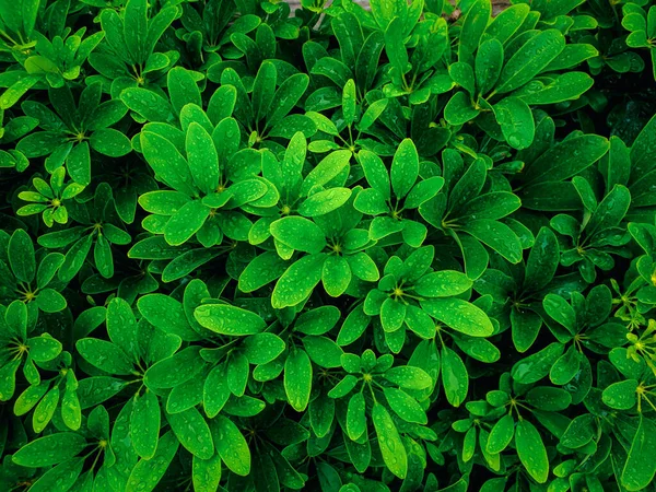 Zielone Tło Zielony Kolor Przyrody Roślin Liści Środowiska Koncepcji Zieleni — Zdjęcie stockowe