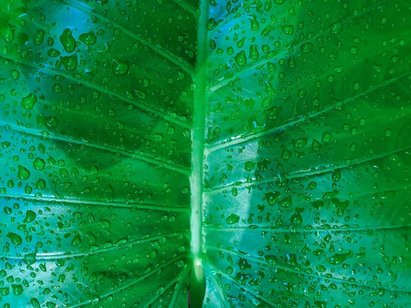 Sfondo Verde Colore Verde Della Natura Pianta Foglia Ambiente Concetto — Foto Stock