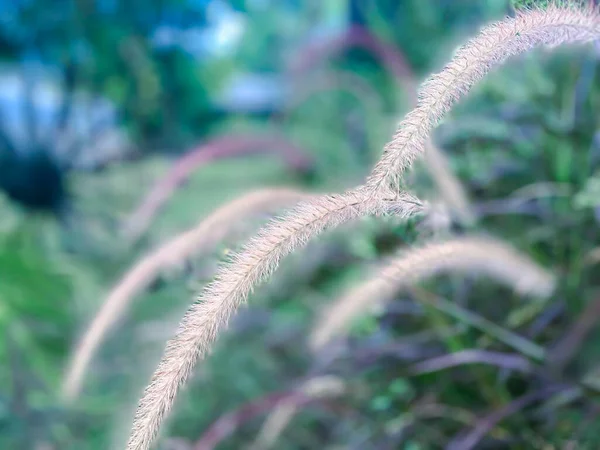 Flower Grass Beautiful Blooming Nature Foreground Green Blurred Background Rice — Stock Photo, Image