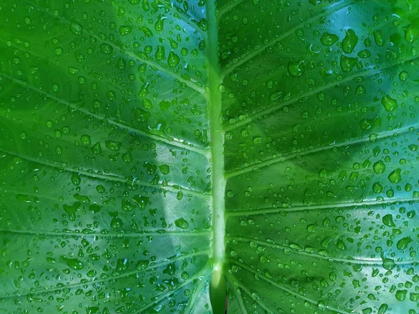 Groene Achtergrond Groene Kleur Van Natuur Plant Blad Milieu Groen Rechtenvrije Stockfoto's