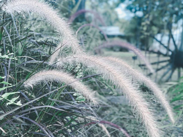 Grasblume Schön Blühend Der Natur Vordergrund Und Grün Verschwommen Hintergrund — Stockfoto