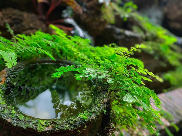 Big earthen jar, Water bowl or jar made from clay covered with moss naturally occurring in a moist and shady atmosphere put decorations in the garden