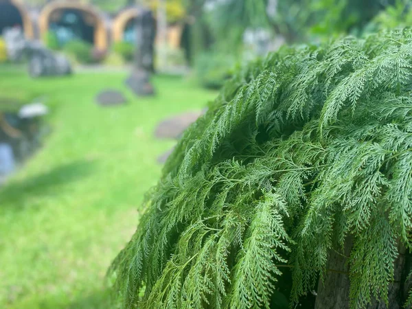 Fondo Verde Color Verde Naturaleza Planta Hoja Ambiente Verde Concepto — Foto de Stock