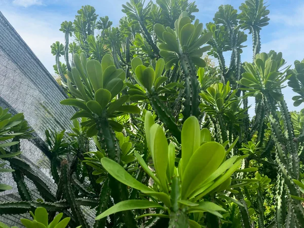 Fondo Verde Color Verde Naturaleza Planta Hoja Ambiente Verde Concepto — Foto de Stock