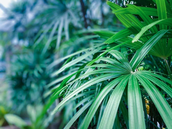 Groene Achtergrond Groene Kleur Van Natuur Plant Blad Milieu Groen Rechtenvrije Stockafbeeldingen