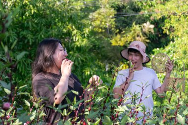 İki Taylandlı LGBTQ dostu sıcak akşam güneşi altında Roselle 'i tadıyorlar. Arkadaşlık sevgisi ve barışçıl doğal yaşam tarzlarını ifade ediyorlar.