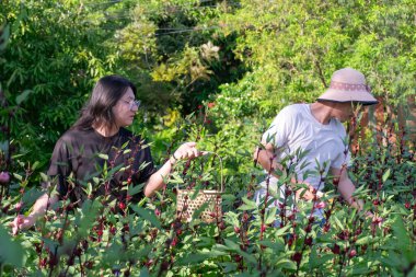 İki Taylandlı LGBTQ arkadaşı akşam ışığında verimli yeşil bir bahçede Roselle 'i hasat ediyorlar. Dostluk bağı kuruyorlar. Sevgi ve uyumu barışçıl doğal yaşam tarzıyla ifade ediyorlar.