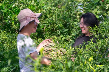 İki Taylandlı LGBTQ arkadaş gülerken yeşil bir bahçede kırmızı biber topluyor. Mutluluk ve basit bir yaşam sürüyor.