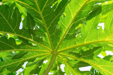 Yeşillik arkaplan, yeşillik doğa yeşili bitki ve yaprak çevre konsepti