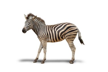 İzole bir görüntü zebra vahşi memeli beyaz arka planda yaşayan ve kırpma yolu olan bir Afrika hayvanıdır.