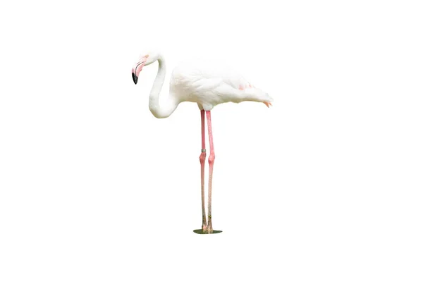 Vereinzelte Flamingos Sind Wilde Tiere Mit Weißen Federn Weißer Hintergrund — Stockfoto