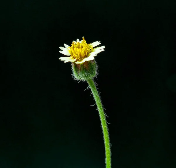 Nahaufnahme Aus Einer Zotteligen Soldatenblume Einem Hellen Gras Das Natürlich — Stockfoto
