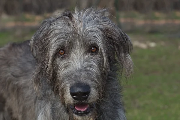 Portrait of irish wolfhound in the blurry green background — Stock Photo, Image