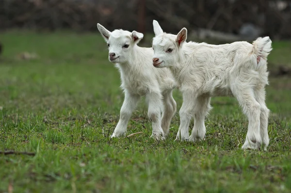 Açgözlülük çimenlerin üzerinde iki küçük keçi — Stok fotoğraf
