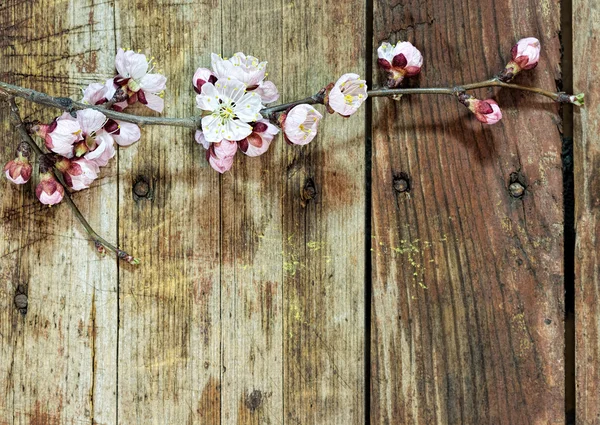 Apricot branch with flowers on a wooden background — Stock Photo, Image
