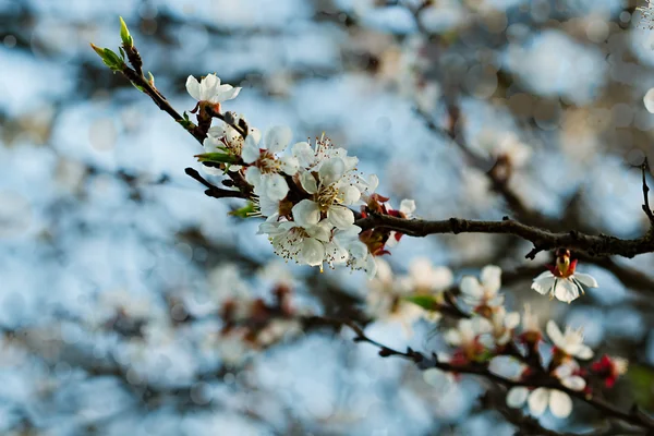 Apricot branch with flowers and young leaves — Stock Photo, Image