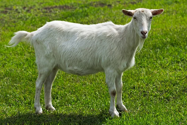 Beyaz genç keçi ayakta yeşil çimenlerin üzerinde — Stok fotoğraf