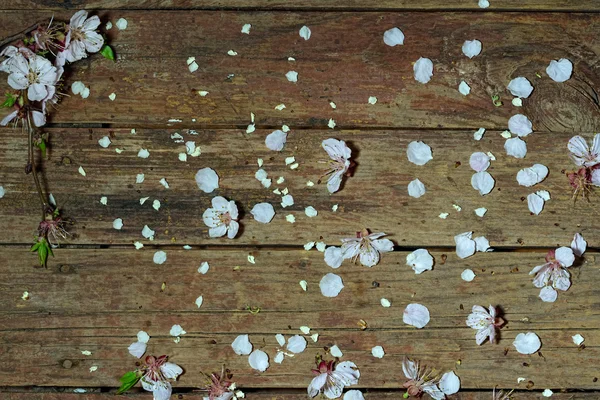 eski bir wo yüzeyinde düştü kayısı çiçek ve yaprakları