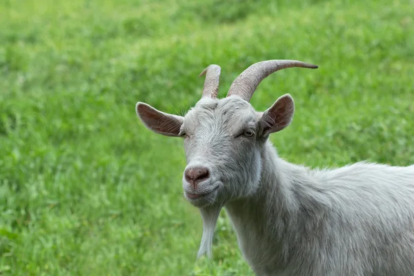 Yeşil çimenlerin üzerinde beyaz boynuzlu keçi. — Stok fotoğraf