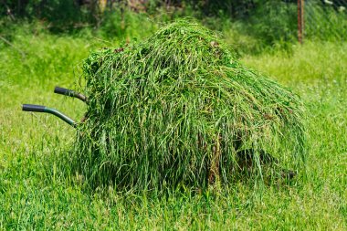 Bir el arabası taze biçilmis çim