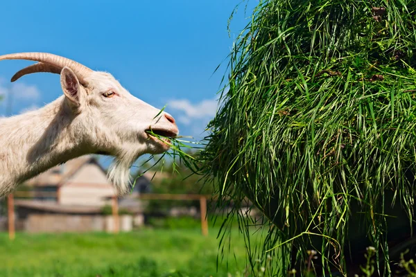 Yeşil çim beyaz keçi ile el arabası — Stok fotoğraf