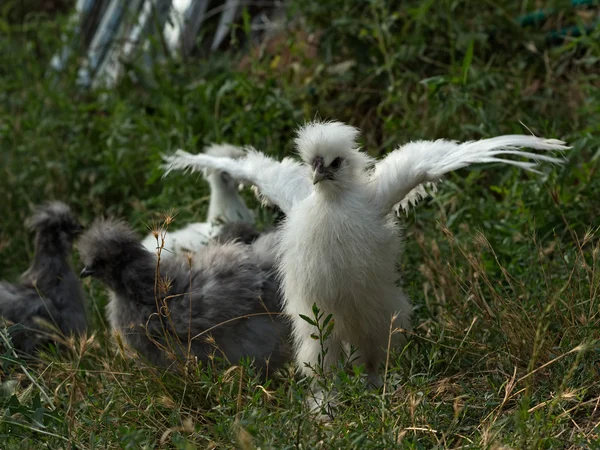White fluffy silkie chick trying to fly