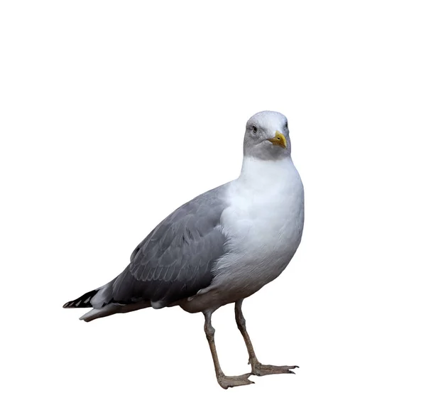 Seagull portrait in full growth isolated on white background — Stock Photo, Image