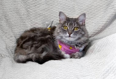 Ameliyat sonrası battaniyeye sarılmış gri bir kedi portresi.