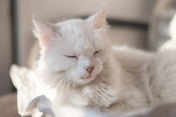 Gato blanco durmiendo en casa - imagen con enfoque selectivo — Foto de Stock