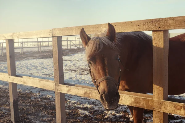 Horse walking in a winter paddock - selective focus image