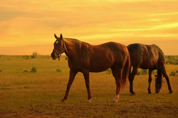 Two horses graze in a paddock at sunset in summer — Stock Photo, Image