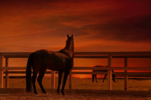 Paard bij zonsondergang - een jonge hengst kijkt in de verte — Stockfoto